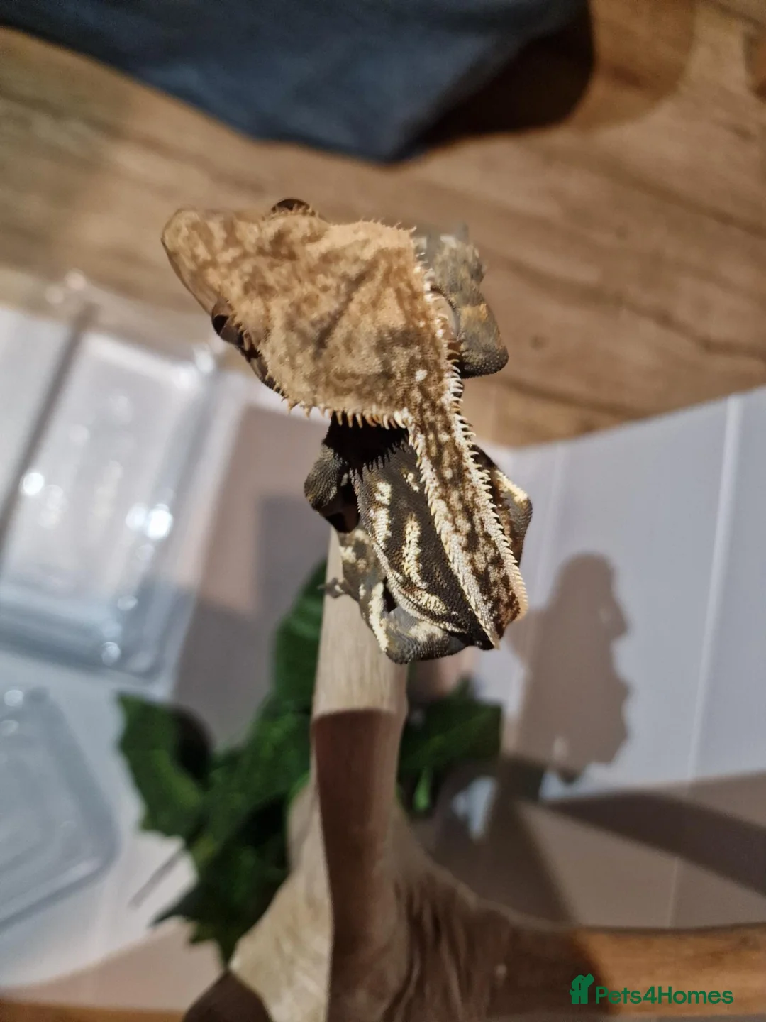 Gecko reptiles for sale: ✨️Pretty male crested gecko.✨️ frog butt 🐸 - Advert 2