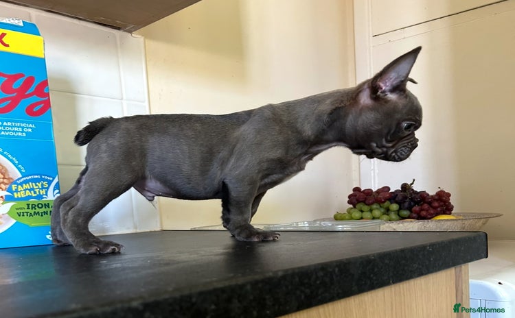 French Bulldog dogs - Advert 2