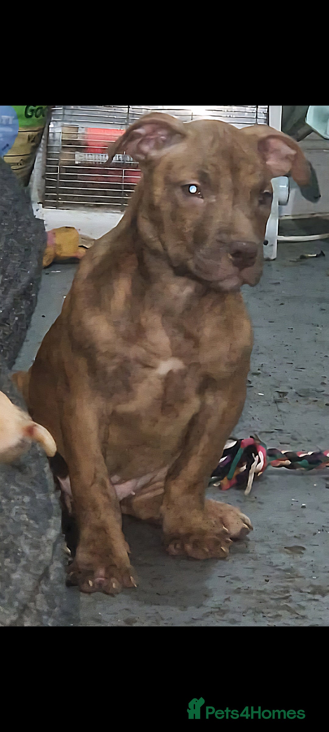 Mixed Breed dogs for sale: Top level Crossbreed pups - Advert 22