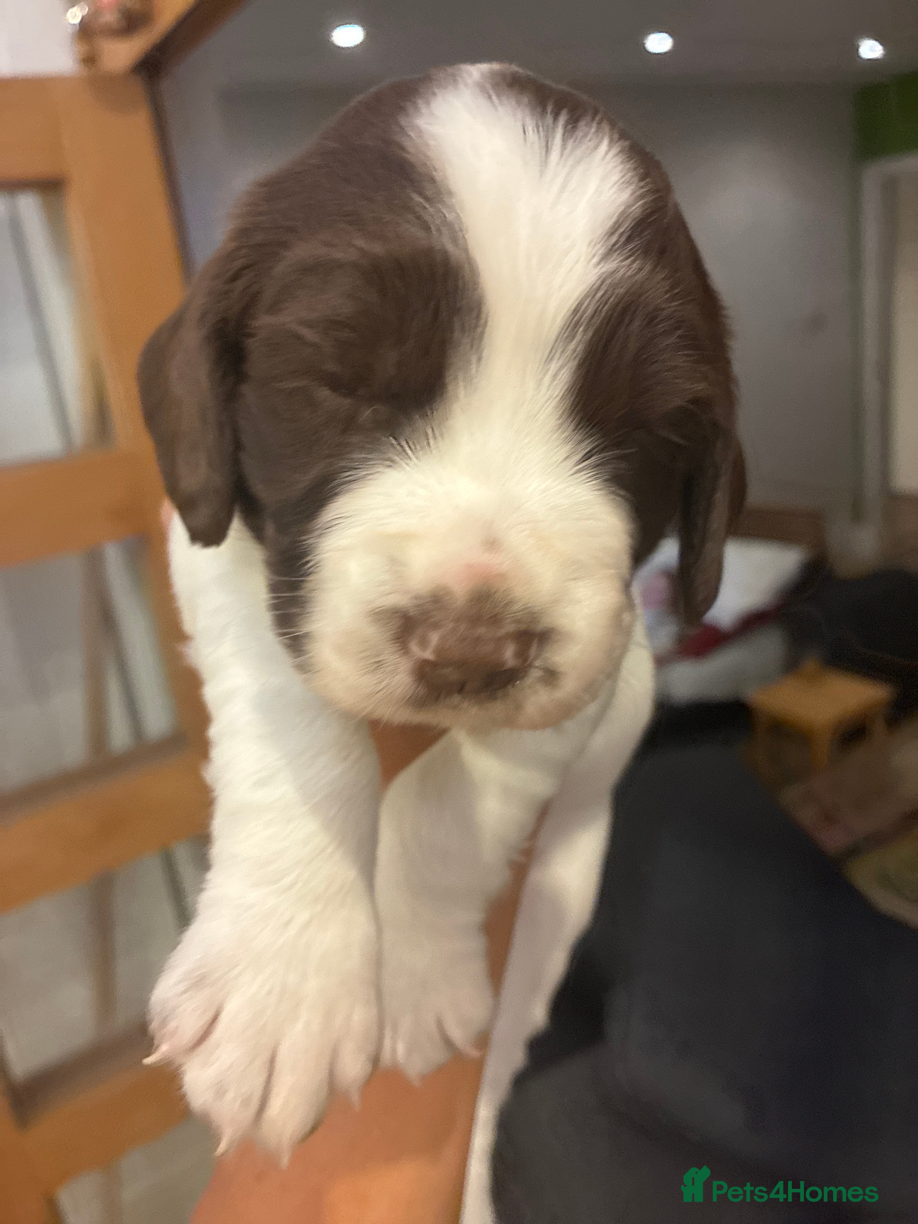 English Springer Spaniel dogs Willows pups - Advert 2
