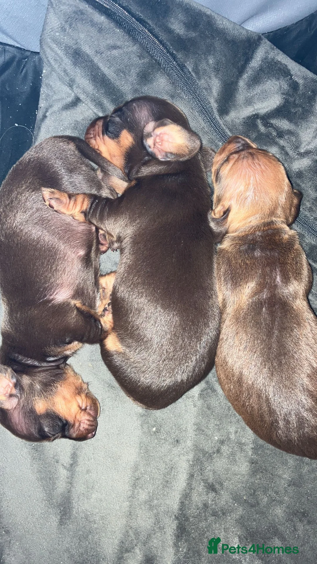 Miniature Dachshund dogs for stud: Richie proven and ready to stud. in Liverpool - Advert 15
