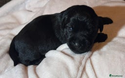 Labrador Retriever dogs for sale: black labradors - Image 4