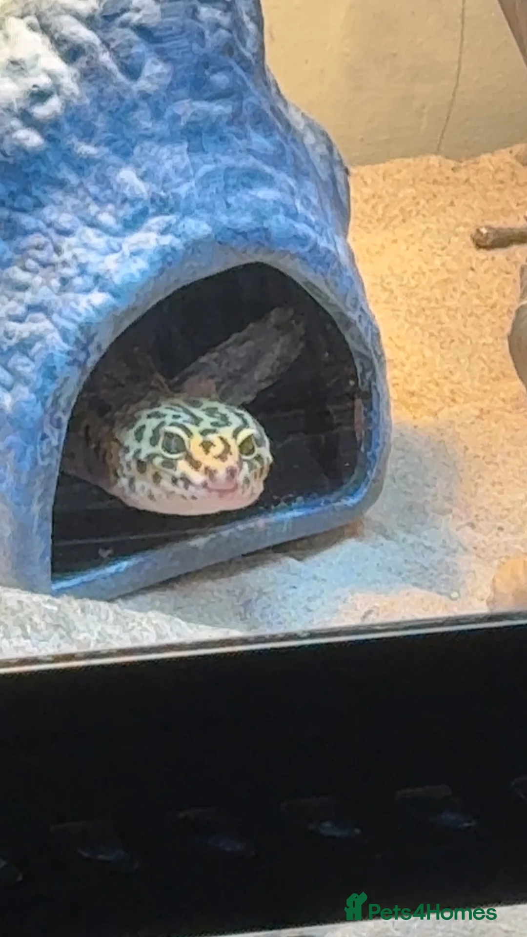 Leopard Gecko reptiles for sale: Ozzy the leopard gecko ❤️ - Advert 1