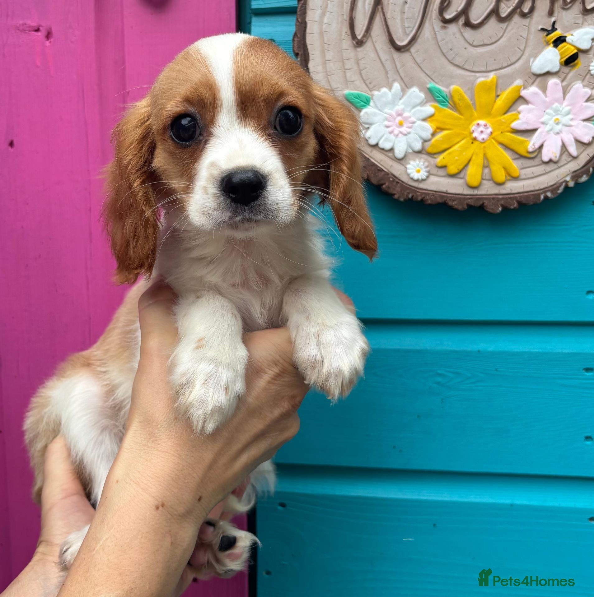 Cavalier King Charles Spaniel dogs Beautiful litter of cuteness - Advert 1