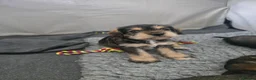 Mixed Breed dogs for sale: Miniature king schnauzers - Advert 9
