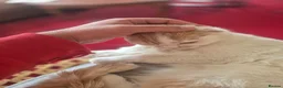 Mixed Breed cats for sale: Scottish fold/ Sphinx mix - Advert 12