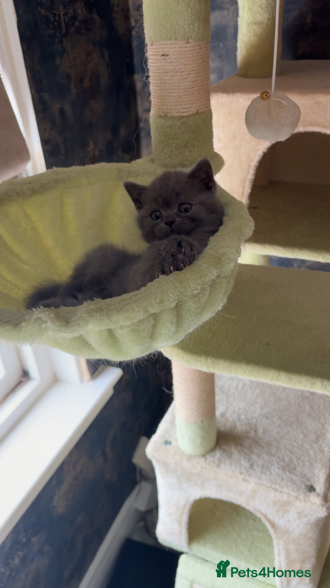 British Shorthair cats for sale: British short hair kittens - Image 11