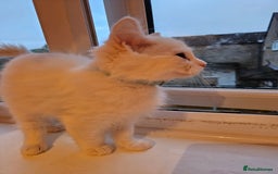 Ragdoll cats for sale: Loving half Ragdolls - Image 12