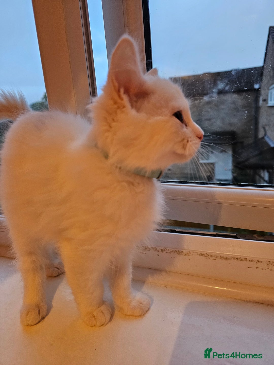 Ragdoll cats for sale: Loving half Ragdolls - Image 12