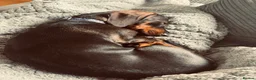 Dachshund dogs for sale: Standard Female Dachshund   - Advert 5