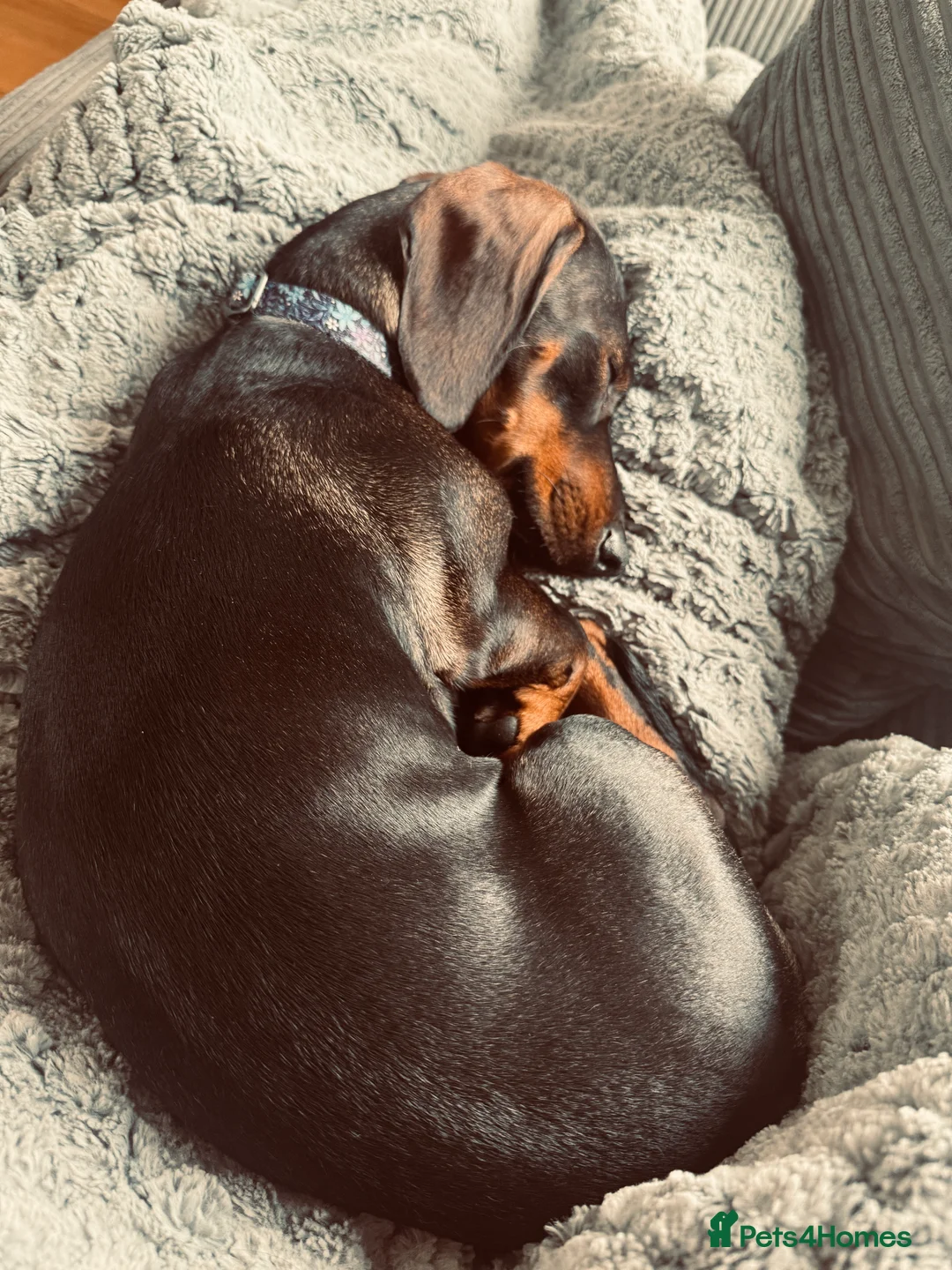Dachshund dogs for sale: Standard Female Dachshund   - Advert 5
