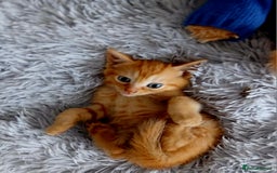 Mixed Breed cats for sale: Beautiful 3 males ginger black white kittens  - Image 4