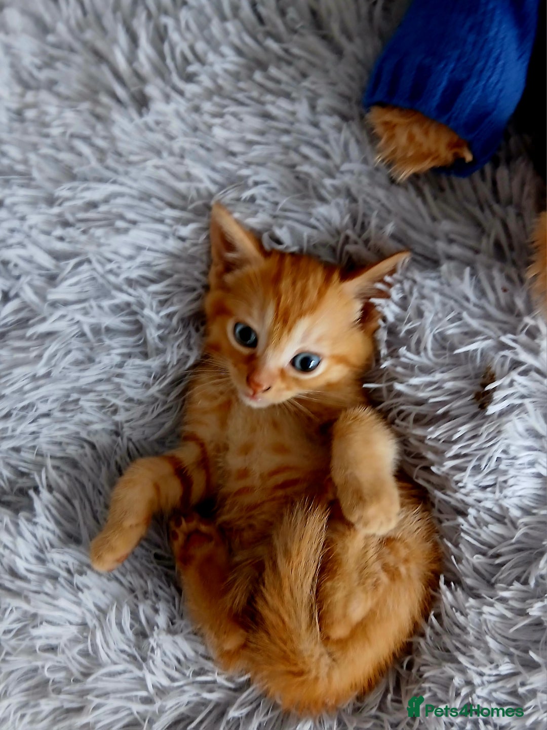 Mixed Breed cats for sale: Beautiful 3 males ginger black white kittens  - Image 4