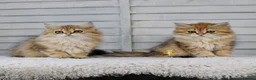British Longhair cats for sale: Boy ready  - Advert 10