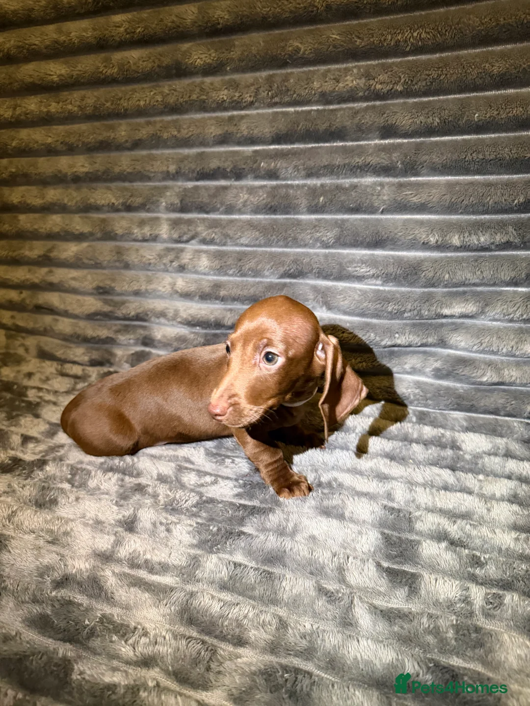 Dachshund dogs for sale: Miniature Dachshund Puppies Available 🐾 - Advert 24
