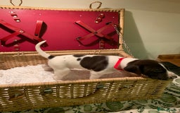 German Shorthaired Pointer dogs for sale: ⭐ 6 adorable German shorthaired pointer puppies ⭐️ - Advert 17