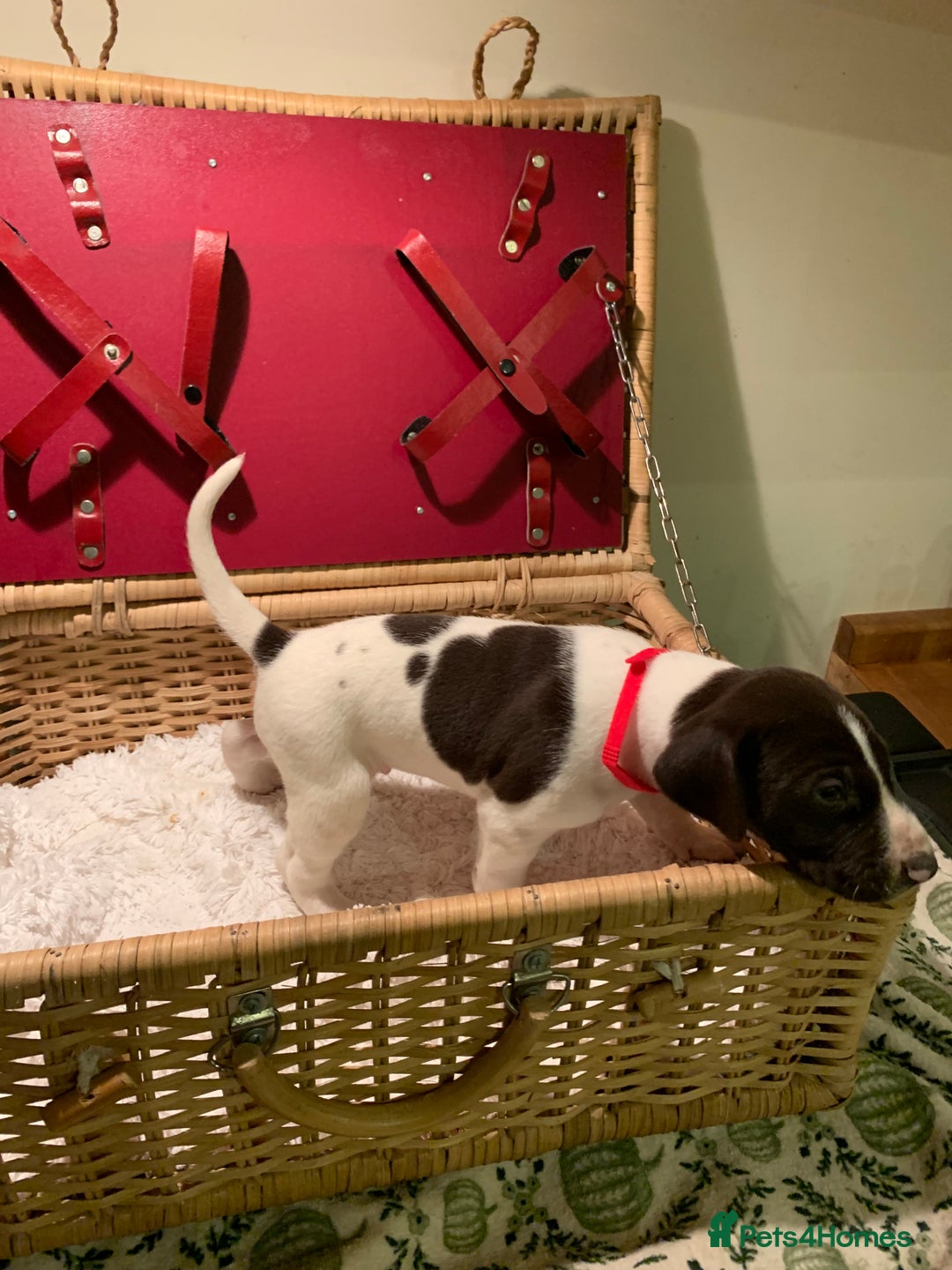 German Shorthaired Pointer dogs for sale: ⭐ 6 adorable German shorthaired pointer puppies ⭐️ - Advert 17