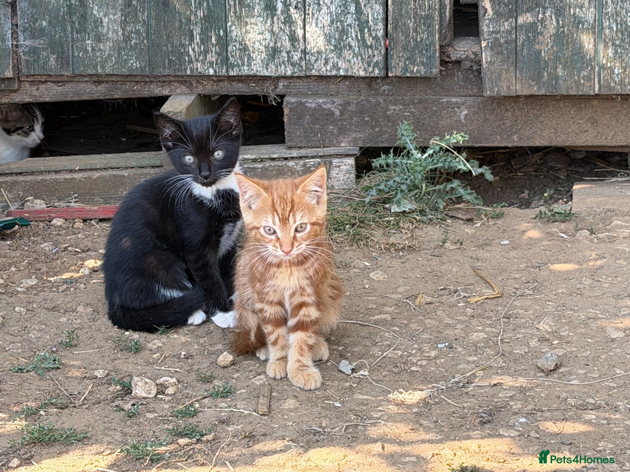 Mixed Breed cats Stunning farm kittens for sale - Advert 1
