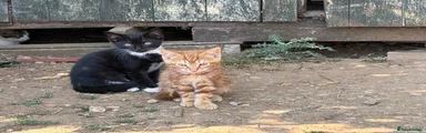 Mixed Breed 1