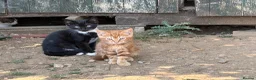 Mixed Breed cats for sale: Stunning farm kittens for sale - Advert 1
