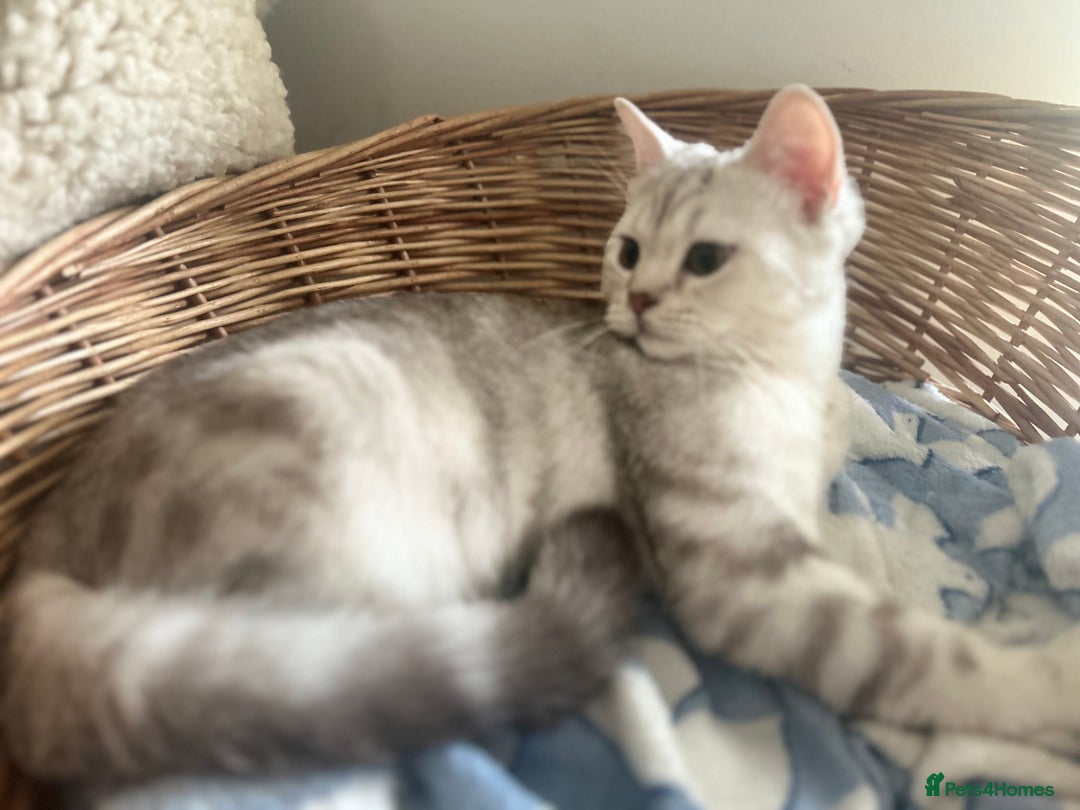 Scottish Fold cats for sale: Beautiful Marble tabby boy  - Image 3