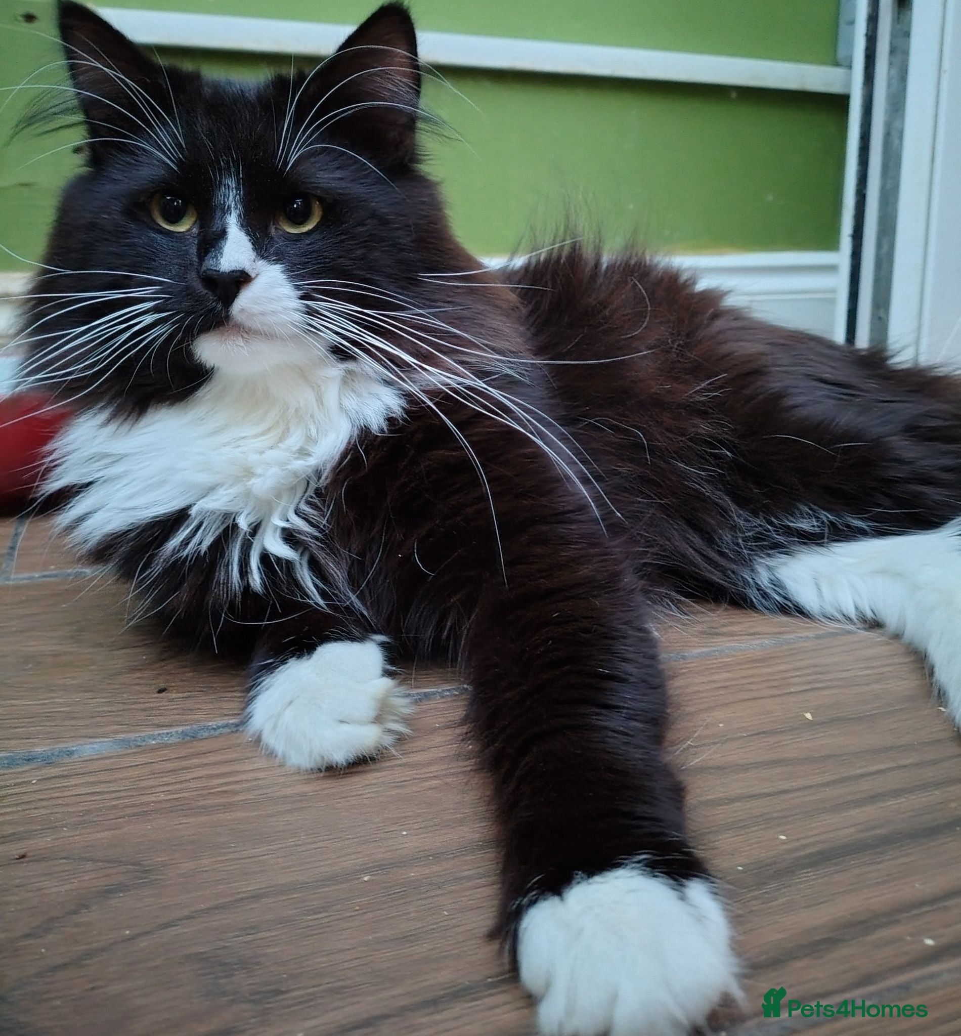 Norwegian Forest Cat cats Ready to leave Pedigree Norwegian Forest kittens - Advert 17