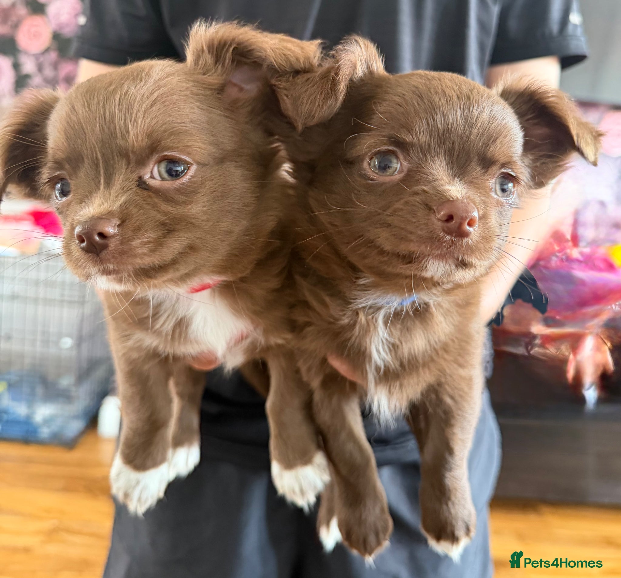 Chihuahua dogs 2 Beautiful Male Long Coat Chihuahua Puppies Left - Advert 1