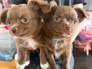 Chihuahua dogs 2 Beautiful Male Long Coat Chihuahua Puppies Left - Advert 1