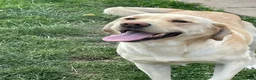 Labrador Retriever dogs for sale: Labrador - Advert 2