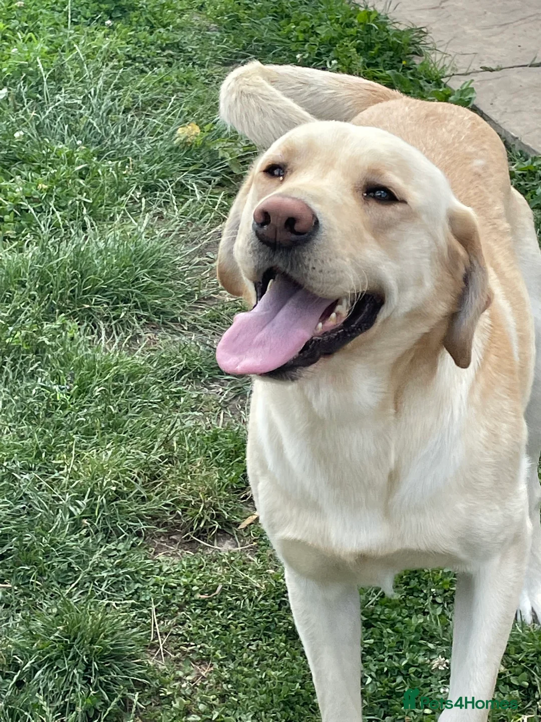 Labrador Retriever dogs for sale: Labrador - Advert 2