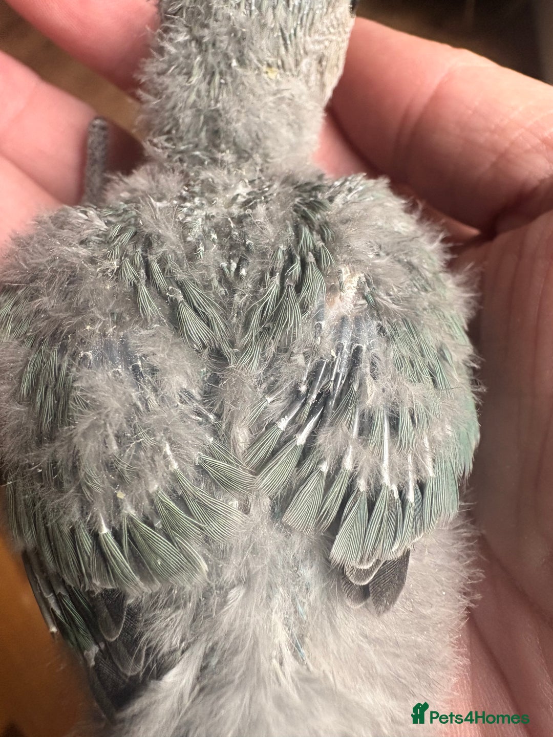 Lovebirds birds for sale: Lovebird babies - adorable - Image 10