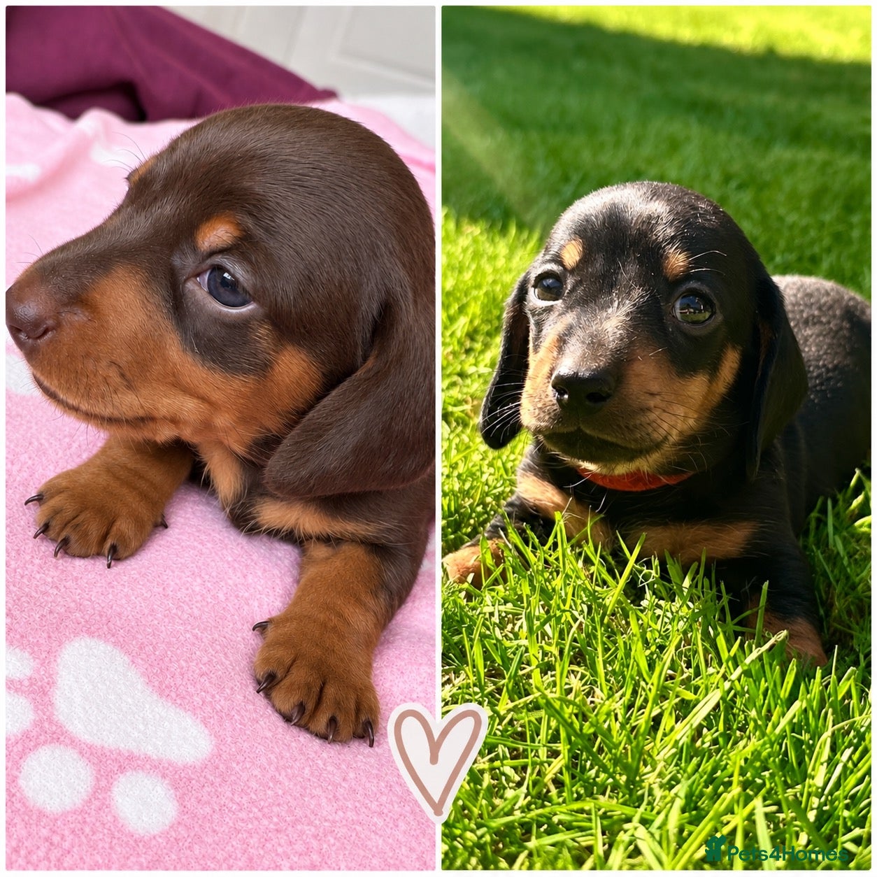 Miniature Dachshund dogs 🐾 Gorgeous Miniature Dachshund Puppies 🐾 - Advert 11