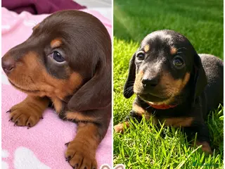 Miniature Dachshund dogs 🐾 Gorgeous Miniature Dachshund Puppies 🐾 - Advert 1