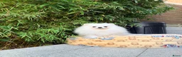 Pomeranian dogs for sale: SUPER TINY WHITE POMERANIAN BOY - Advert 21
