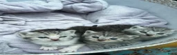 Persian cats for sale: Beautiful kittens mother is a Persian  in Birmingham - Advert 2