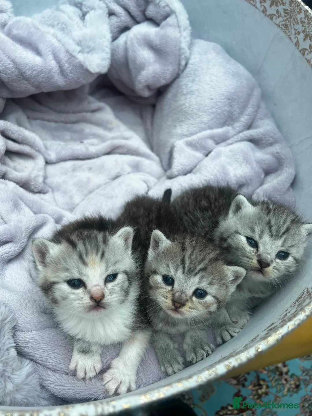 Persian cats for sale: Beautiful kittens mother is a Persian  in Birmingham - Advert 2
