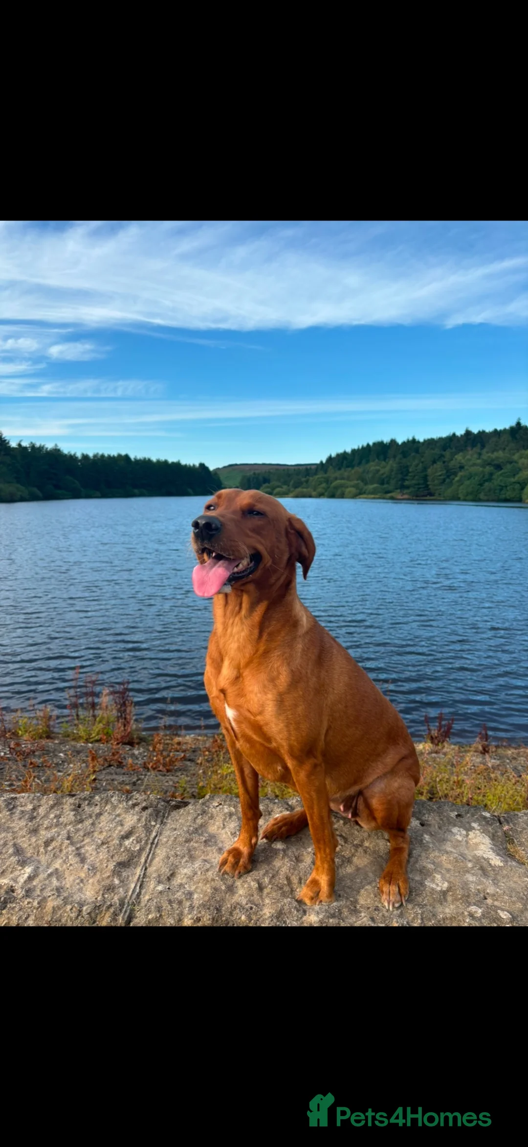Borador dogs for sale: Border collie x fox red lab puppy’s  - Advert 1