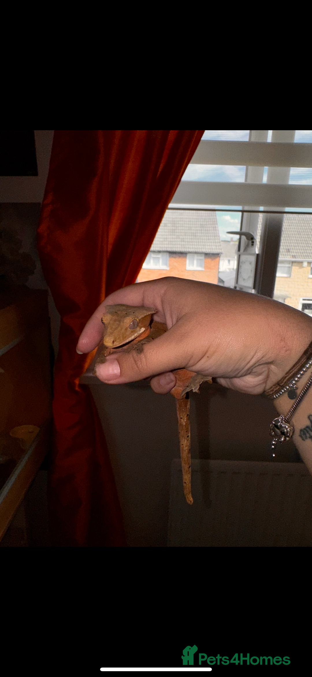 Gecko reptiles for sale: Male crested gecko - Image 3