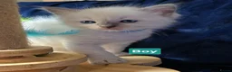 Ragdoll cats for sale: 3 girls and 2 boys ragdoll kitten ready 4 new home in Welwyn Garden City - Advert 17