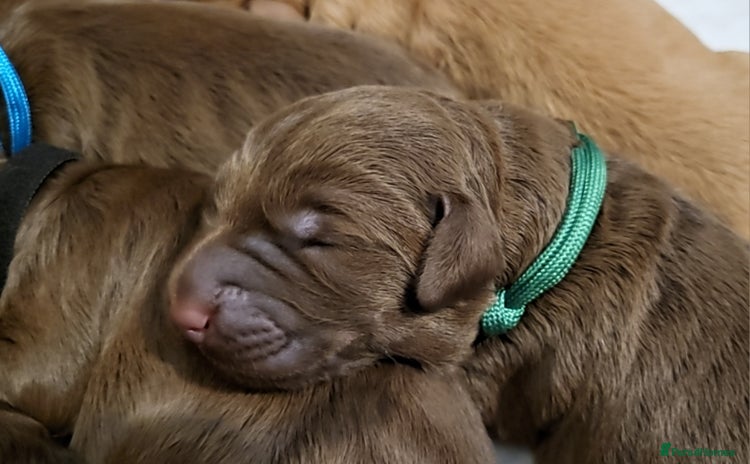 Australian Labradoodle dogs - Advert 1