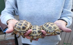 Tortoise reptiles for sale: Horse field Baby Tortoises x 3 - Image 1