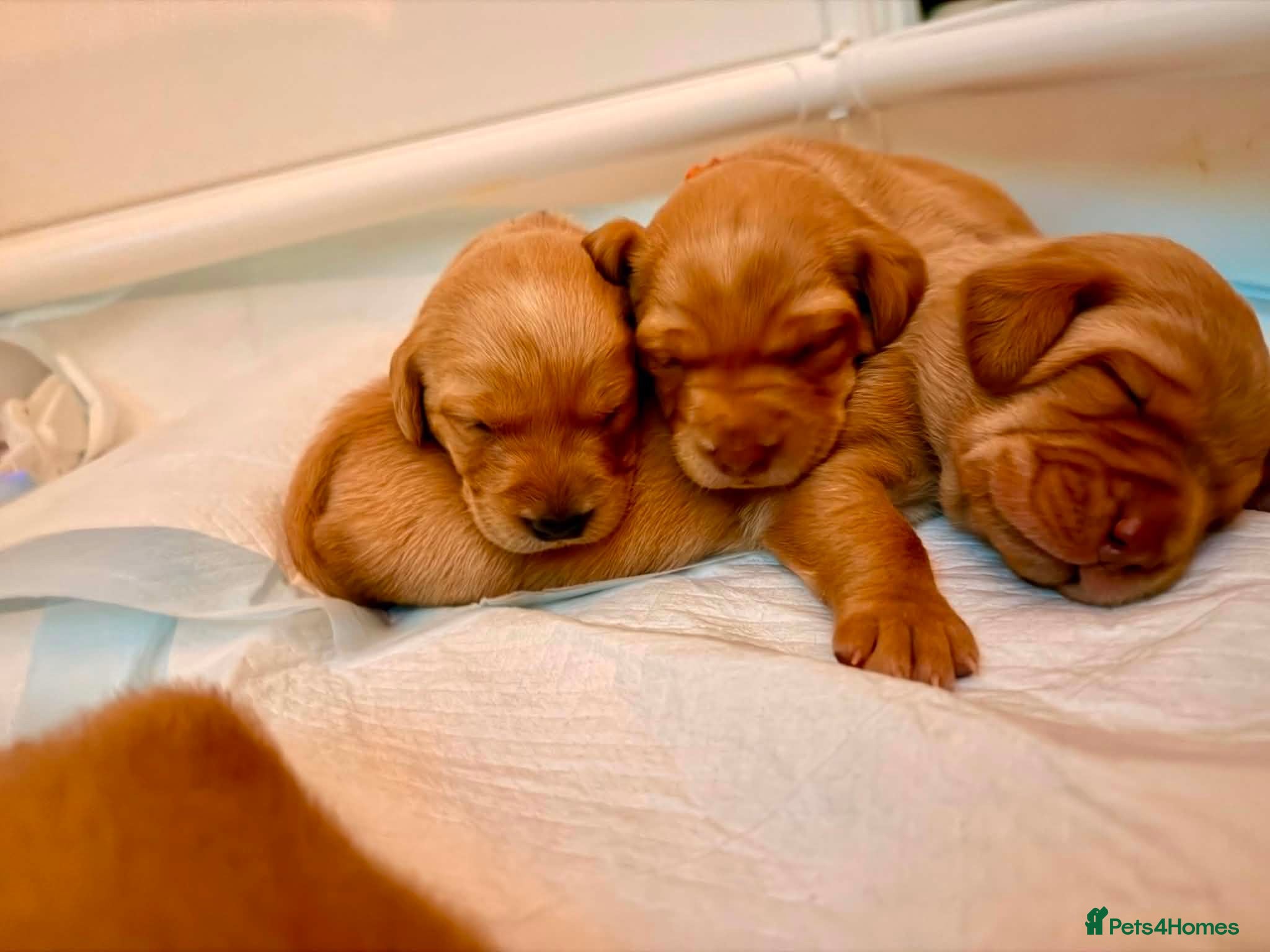 Labrador Retriever dogs Stunning Yellow & Fox Red Labrador Puppies- KC Reg - Advert 1