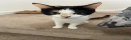 Mixed Breed cats for sale: Mixed litter  - Advert 3