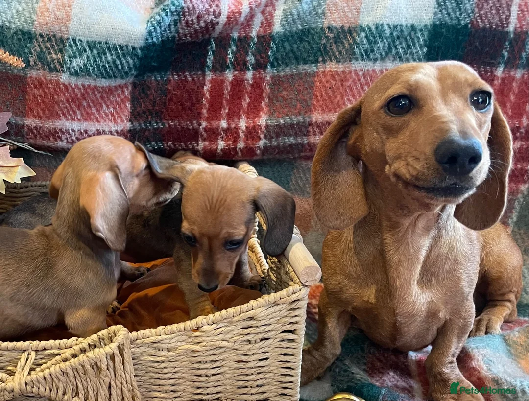 Dachshund dogs for sale: Dachshund puppies  in Llanelli - Advert 2