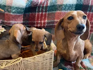Dachshund dogs Dachshund puppies - Advert 5