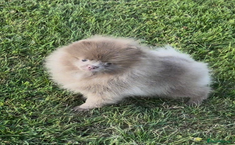Pomeranian dogs - Advert 1