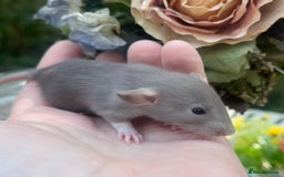 Rat rodents for sale: Absolutely gorgeous baby dumbo rats! - Image 7