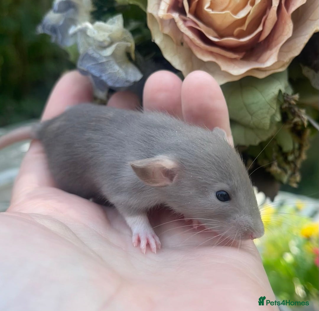 Rat rodents for sale: Absolutely gorgeous baby dumbo rats! - Image 7