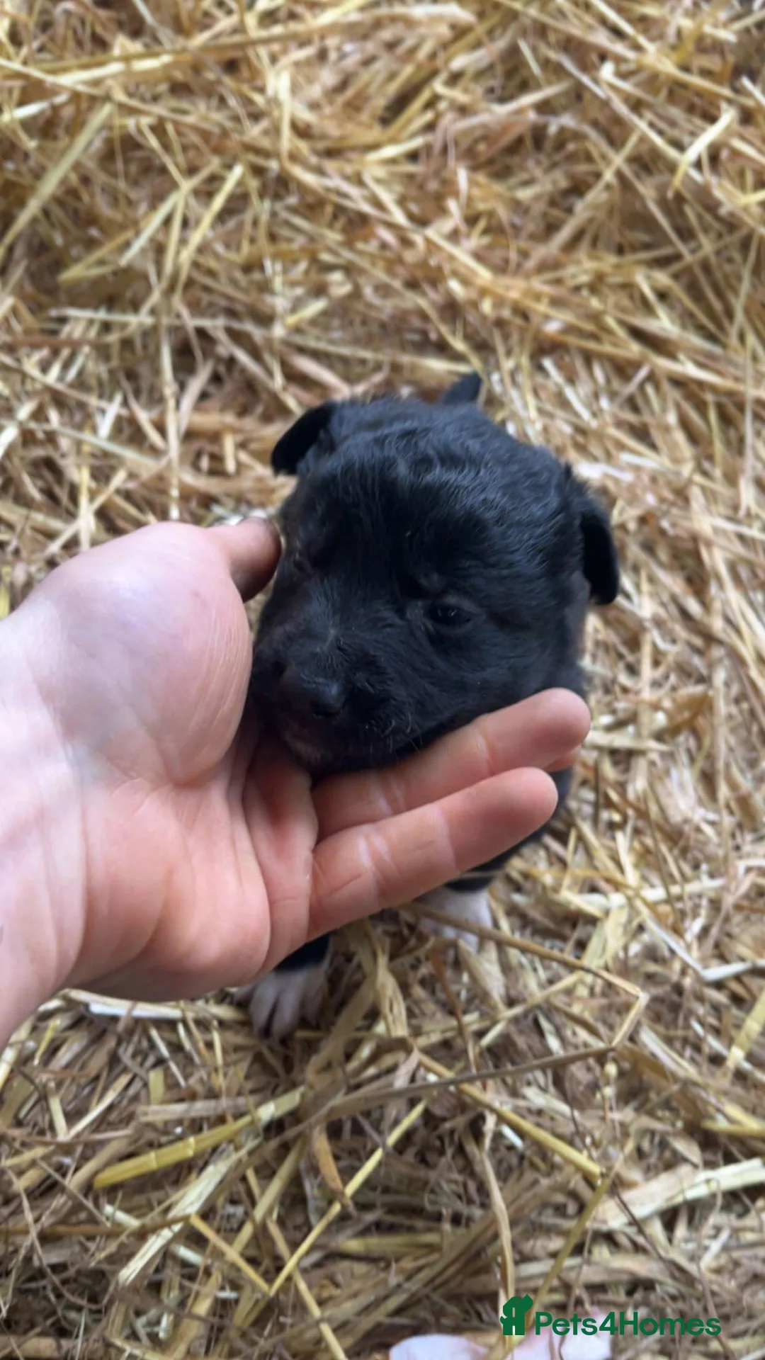 Mixed Breed dogs for sale: COLLIE X HUNTAWAY PUPPIES - Advert 2