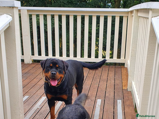 Mixed Breed dogs Puppies for sale - Advert 2